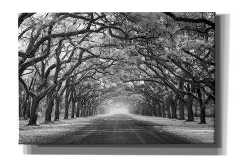 Image of 'Wormsloe Inf Light' by Mike Jones, Giclee Canvas Wall Art