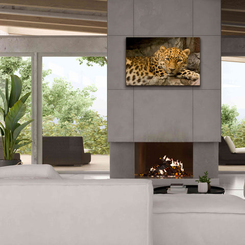 Image of 'Denver Zoo Snow Leopard' by Mike Jones, Giclee Canvas Wall Art,40 x 26