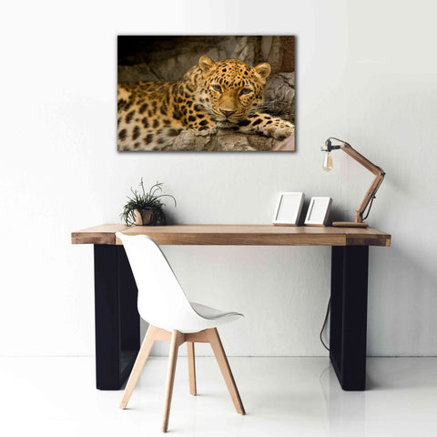 Image of 'Denver Zoo Snow Leopard' by Mike Jones, Giclee Canvas Wall Art,40 x 26