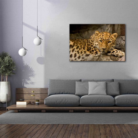 Image of 'Denver Zoo Snow Leopard' by Mike Jones, Giclee Canvas Wall Art,60 x 40