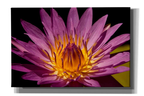 Image of 'Fairchild Gardens Lily' by Mike Jones, Giclee Canvas Wall Art