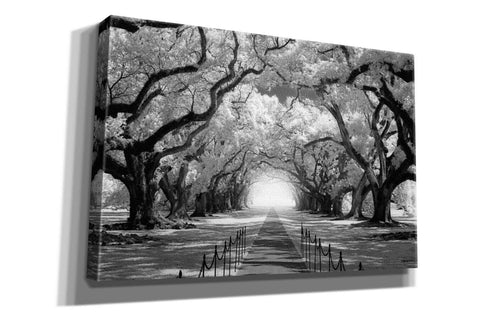Image of 'Oak Alley inf CHECK' by Mike Jones, Giclee Canvas Wall Art