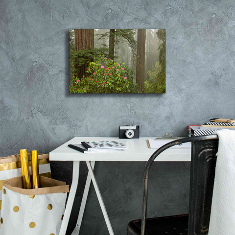 Image of 'Redwood Fog Rhododendrons' by Mike Jones, Giclee Canvas Wall Art,18 x 12