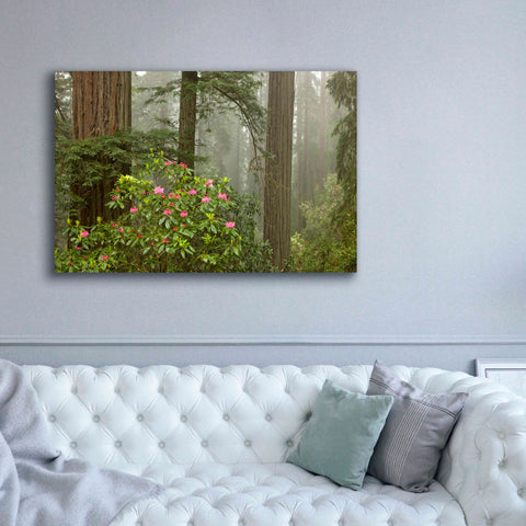 Image of 'Redwood Fog Rhododendrons' by Mike Jones, Giclee Canvas Wall Art,60 x 40