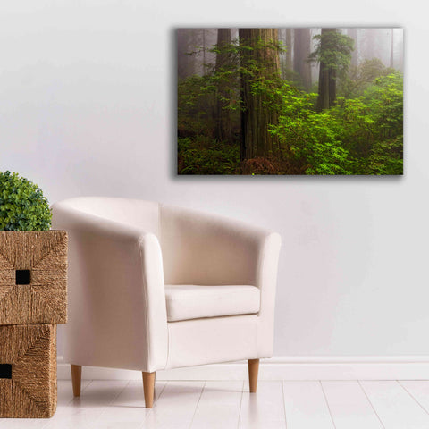 Image of 'Redwoods Fog' by Mike Jones, Giclee Canvas Wall Art,40 x 26