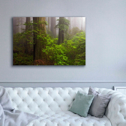 Image of 'Redwoods Fog' by Mike Jones, Giclee Canvas Wall Art,60 x 40