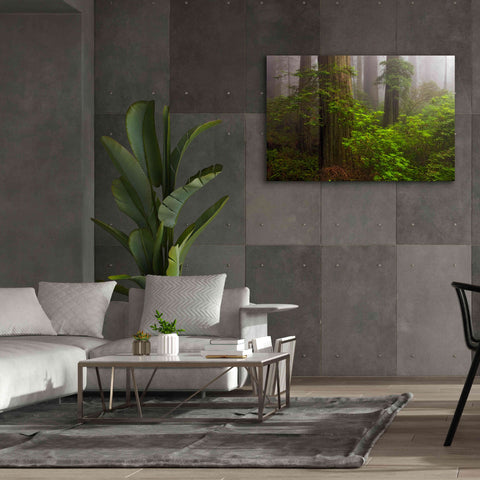 Image of 'Redwoods Fog' by Mike Jones, Giclee Canvas Wall Art,60 x 40