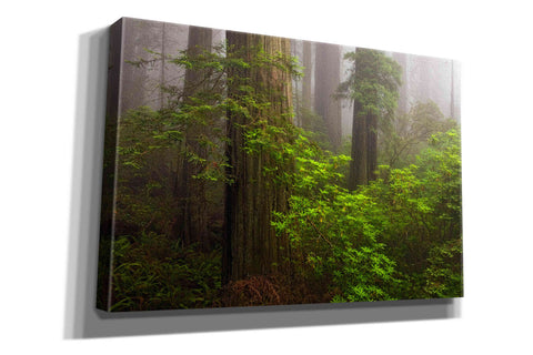 Image of 'Redwoods Fog' by Mike Jones, Giclee Canvas Wall Art