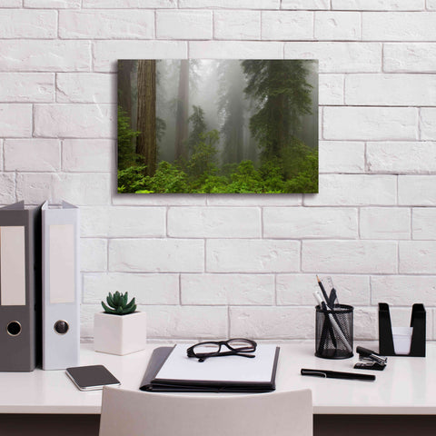 Image of 'Redwoods NP Fog' by Mike Jones, Giclee Canvas Wall Art,18 x 12