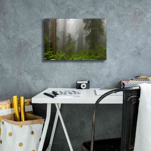 Image of 'Redwoods NP Fog' by Mike Jones, Giclee Canvas Wall Art,18 x 12