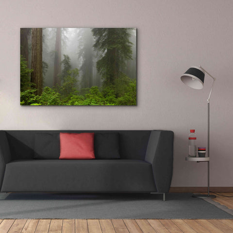 Image of 'Redwoods NP Fog' by Mike Jones, Giclee Canvas Wall Art,60 x 40