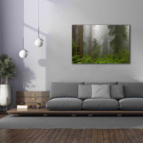 Image of 'Redwoods NP Fog' by Mike Jones, Giclee Canvas Wall Art,60 x 40