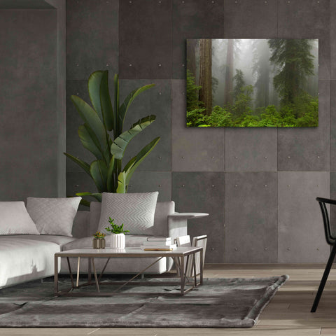 Image of 'Redwoods NP Fog' by Mike Jones, Giclee Canvas Wall Art,60 x 40