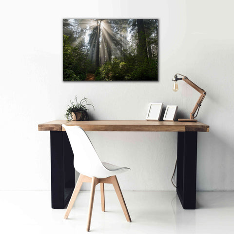 Image of 'Redwoods NP Ladybird Johnson Lightbeams' by Mike Jones, Giclee Canvas Wall Art,40 x 26
