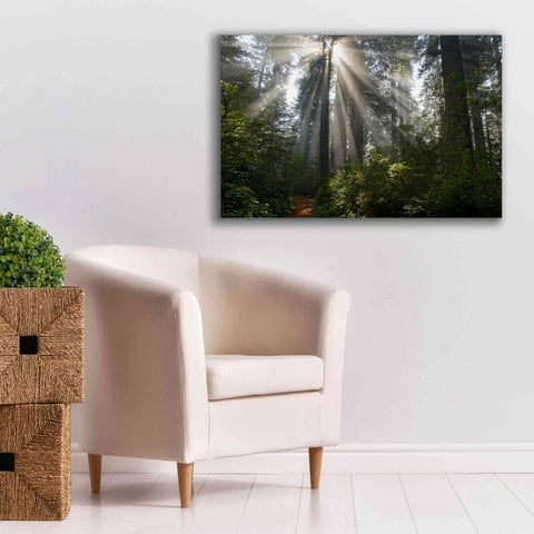 Image of 'Redwoods NP Ladybird Johnson Lightbeams' by Mike Jones, Giclee Canvas Wall Art,40 x 26