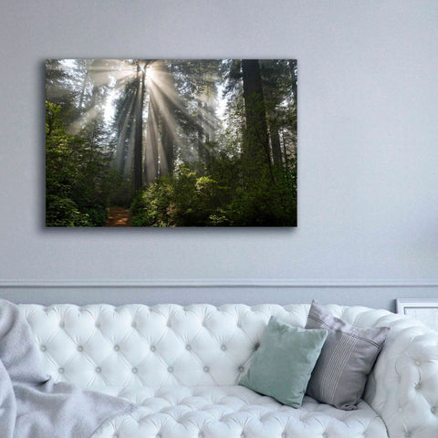 Image of 'Redwoods NP Ladybird Johnson Lightbeams' by Mike Jones, Giclee Canvas Wall Art,60 x 40