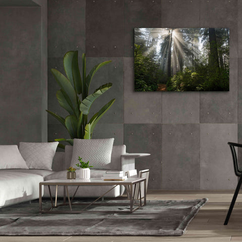 Image of 'Redwoods NP Ladybird Johnson Lightbeams' by Mike Jones, Giclee Canvas Wall Art,60 x 40