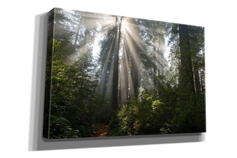 Image of 'Redwoods NP Ladybird Johnson Lightbeams' by Mike Jones, Giclee Canvas Wall Art