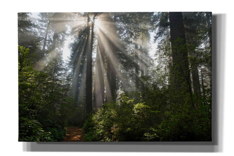 Image of 'Redwoods NP Ladybird Johnson Lightbeams' by Mike Jones, Giclee Canvas Wall Art