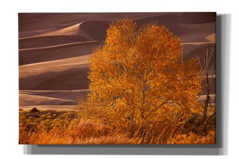 Image of 'Sand Dunes NP' by Mike Jones, Giclee Canvas Wall Art