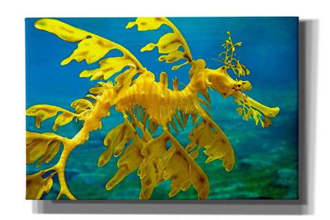 Image of 'Sea Dragon' by Mike Jones, Giclee Canvas Wall Art