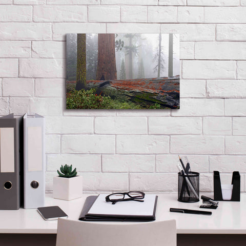 Image of 'Sequoia Fallen Giant' by Mike Jones, Giclee Canvas Wall Art,18 x 12