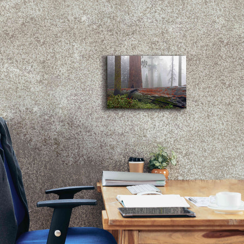 Image of 'Sequoia Fallen Giant' by Mike Jones, Giclee Canvas Wall Art,18 x 12