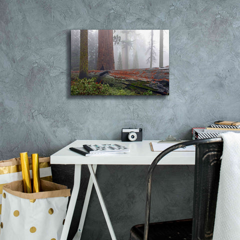 Image of 'Sequoia Fallen Giant' by Mike Jones, Giclee Canvas Wall Art,18 x 12