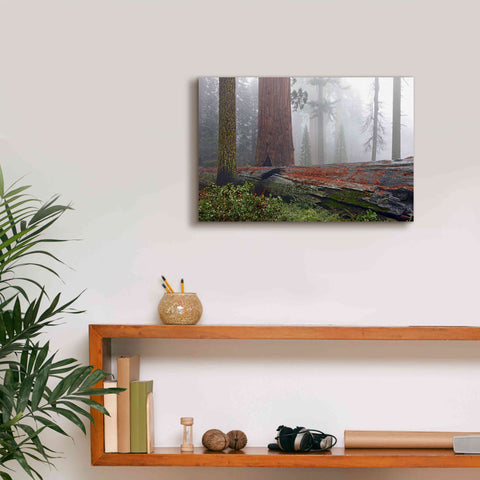 Image of 'Sequoia Fallen Giant' by Mike Jones, Giclee Canvas Wall Art,18 x 12