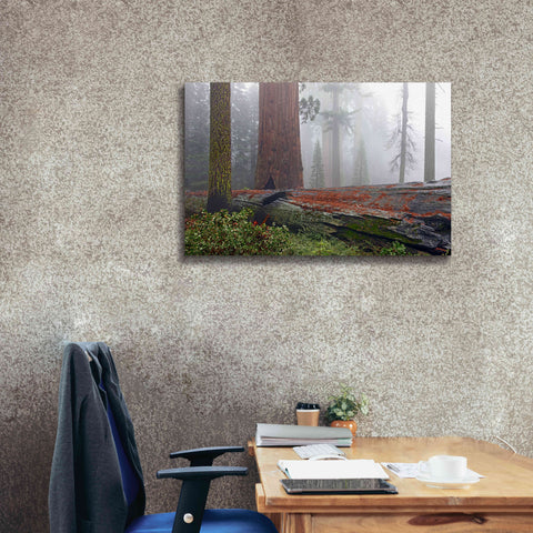 Image of 'Sequoia Fallen Giant' by Mike Jones, Giclee Canvas Wall Art,40 x 26