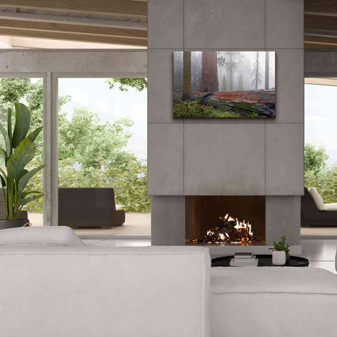 Image of 'Sequoia Fallen Giant' by Mike Jones, Giclee Canvas Wall Art,40 x 26