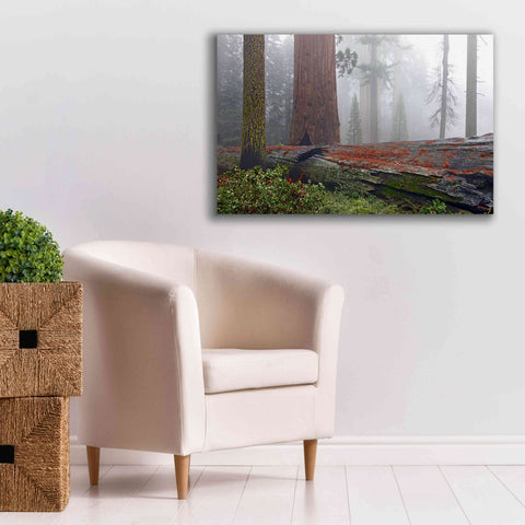 Image of 'Sequoia Fallen Giant' by Mike Jones, Giclee Canvas Wall Art,40 x 26