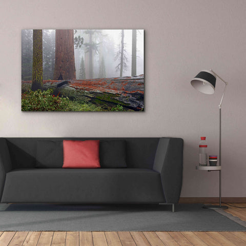 Image of 'Sequoia Fallen Giant' by Mike Jones, Giclee Canvas Wall Art,60 x 40