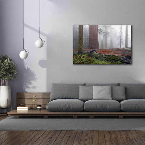 Image of 'Sequoia Fallen Giant' by Mike Jones, Giclee Canvas Wall Art,60 x 40