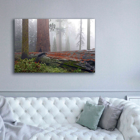 Image of 'Sequoia Fallen Giant' by Mike Jones, Giclee Canvas Wall Art,60 x 40
