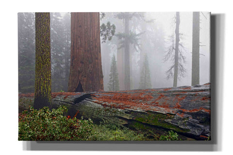 Image of 'Sequoia Fallen Giant' by Mike Jones, Giclee Canvas Wall Art