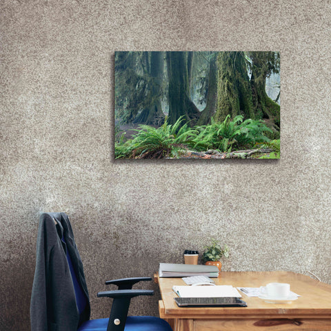 Image of 'Washington Olympic NP Foggy Ferns' by Mike Jones, Giclee Canvas Wall Art,40 x 26