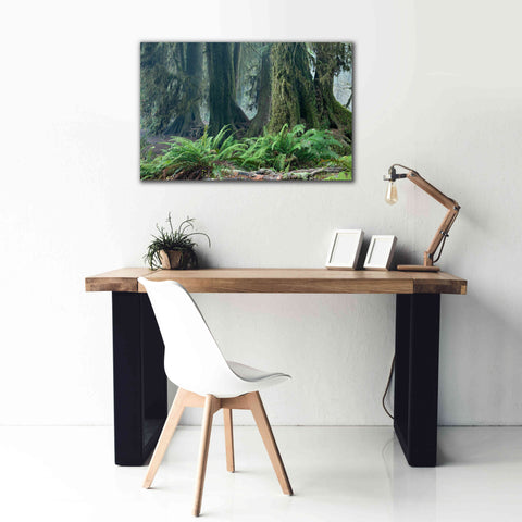 Image of 'Washington Olympic NP Foggy Ferns' by Mike Jones, Giclee Canvas Wall Art,40 x 26