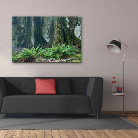 Image of 'Washington Olympic NP Foggy Ferns' by Mike Jones, Giclee Canvas Wall Art,60 x 40
