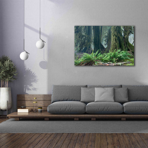 Image of 'Washington Olympic NP Foggy Ferns' by Mike Jones, Giclee Canvas Wall Art,60 x 40