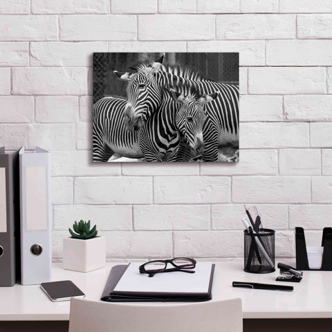 Image of 'Zebras' by Mike Jones, Giclee Canvas Wall Art,16 x 12