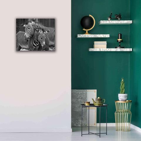 Image of 'Zebras' by Mike Jones, Giclee Canvas Wall Art,24 x 20