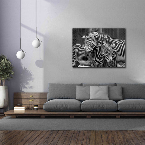 Image of 'Zebras' by Mike Jones, Giclee Canvas Wall Art,54 x 40