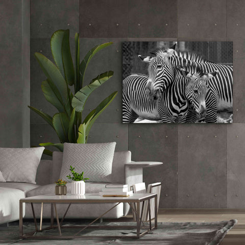 Image of 'Zebras' by Mike Jones, Giclee Canvas Wall Art,54 x 40