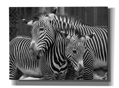 Image of 'Zebras' by Mike Jones, Giclee Canvas Wall Art