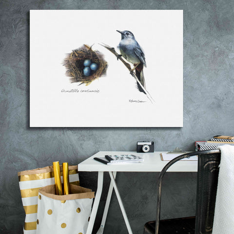 Image of 'Bird & Nest Study II' by Bruce Dean, Giclee Canvas Wall Art,34x26