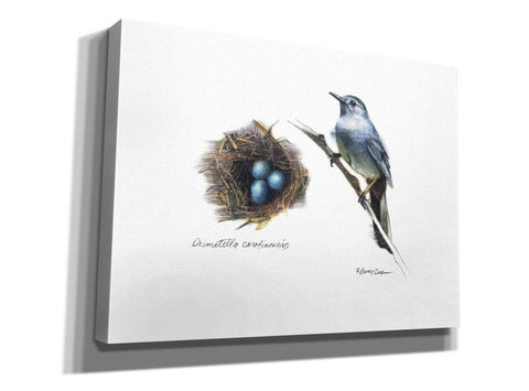 Image of 'Bird & Nest Study II' by Bruce Dean, Giclee Canvas Wall Art