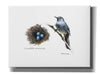 'Bird & Nest Study II' by Bruce Dean, Giclee Canvas Wall Art
