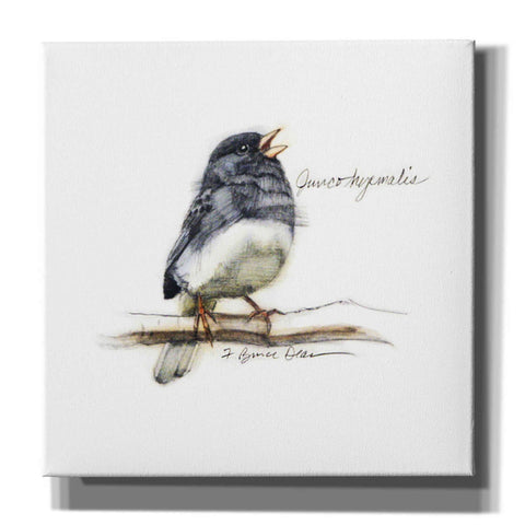 Image of 'Songbird Study VI' by Bruce Dean, Giclee Canvas Wall Art