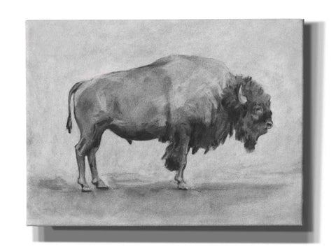Image of 'Wild Bison Study I' by Emma Scarvey, Giclee Canvas Wall Art